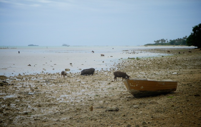 pigs
